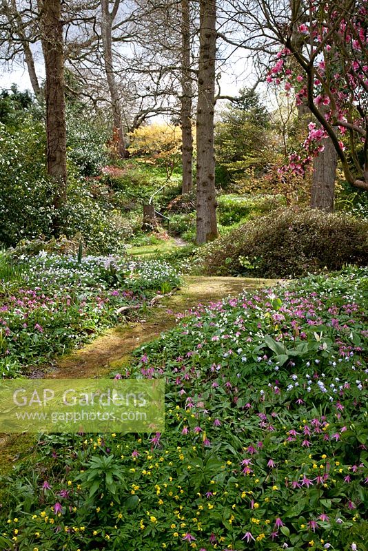 Erythroniums at Spinners Garden in Spring