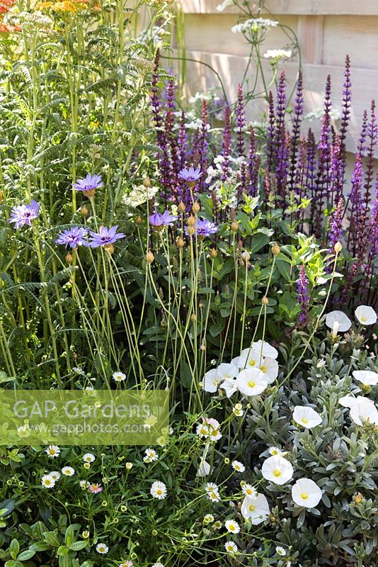 Border planting of Salvia, Convolvulus, Erigeron karvinskianus and Catananche caerulea