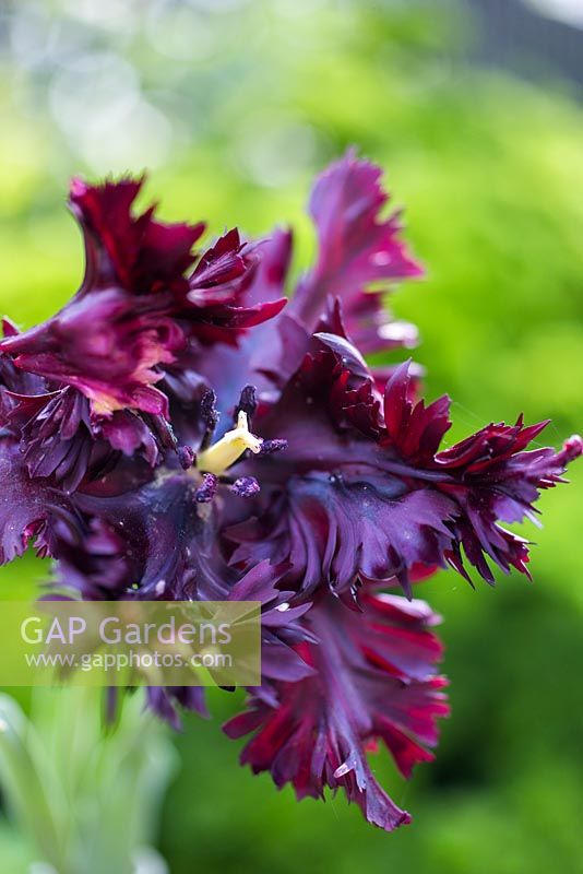 Tulipa 'Black Parrot'