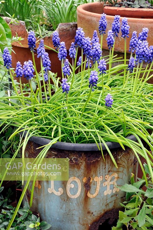 Muscari - Grape hyacinths in old blue vintage flour bin