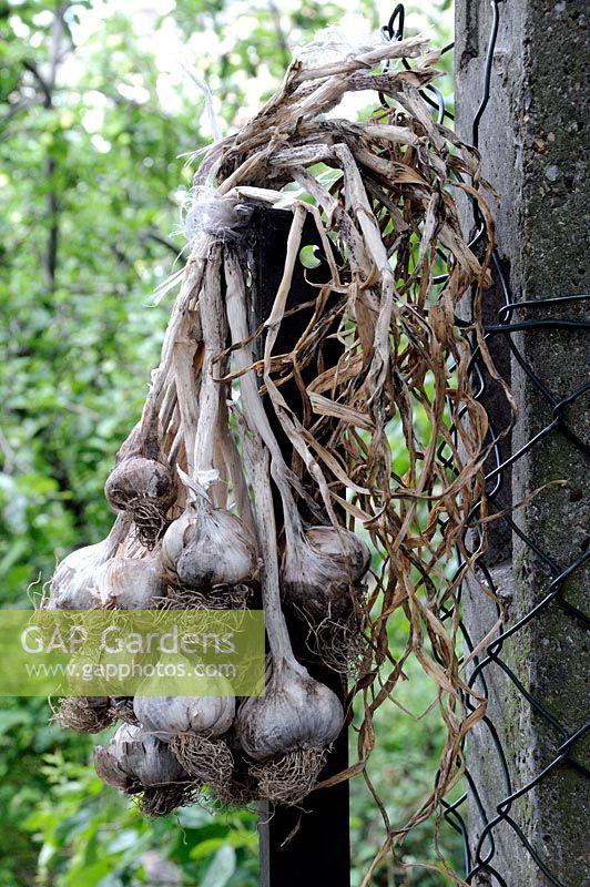 Organically grown garlic - Allium sativum, cultivar - Thermidrome hanging from fence post drying