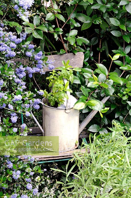 Vintage galvanised watering can painted cream on old bench with Ceanothus - Californian lilac in flower to the left. Holly Grove Gardens, Peckham Rye - NGS open day.