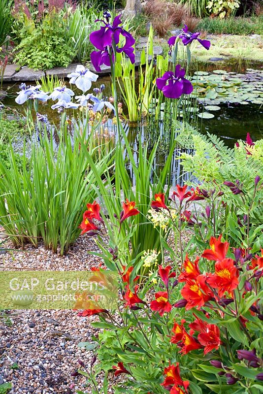 Pond area with Iris ensata 'Garnet Royalty', Alstroemeria 'Red Beauty', Iris ensata 'Pin Stripe'