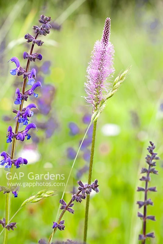 Salvia pratensis - Meadow Clary and Plantago media - Hoary Plantain.