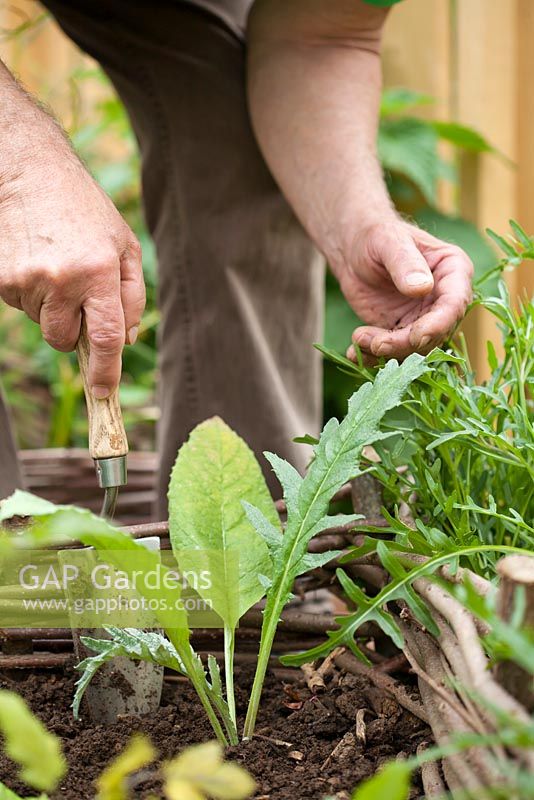 Man planting Artichoke.