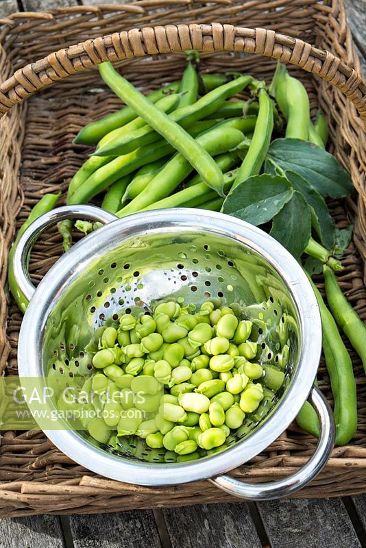 Freshly picked Broad beans 'Aquadulce', shelled beans in stainless steel colander
