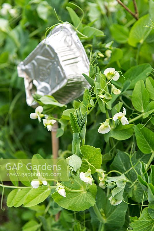 Garden Peas 'Kelvedon Wonder' in flower with foil food containers to deter pigeons and game birds. 