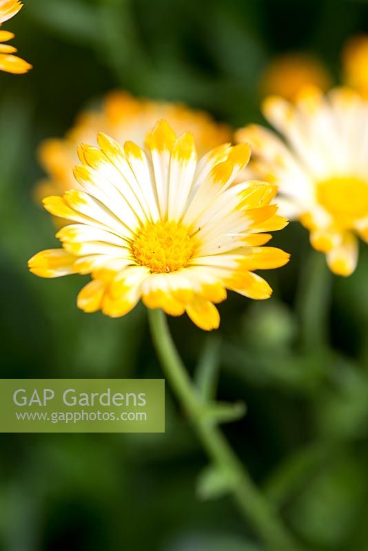 Calendula 'Oopsy daisy'
