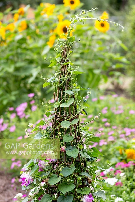 Ipomoea 'Rosa Volante' climbing on cane wigwam