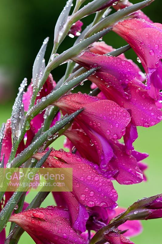 Gladiolus byzantinus - Cornflag 