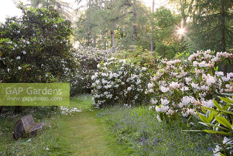 Loderi group Rhododendrons line footpath through spring woodland garden. Ramster Garden, Surrey