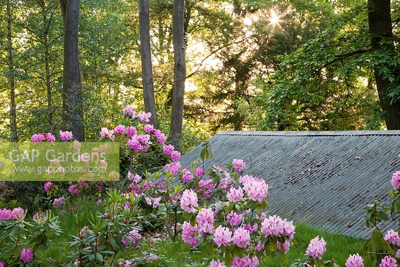 Rhododendron 'Furnivalls Daughter' (right) and R 'Professor Hugo de Vries' (centre) in spring woodland garden - Ramster Garden, Surrey