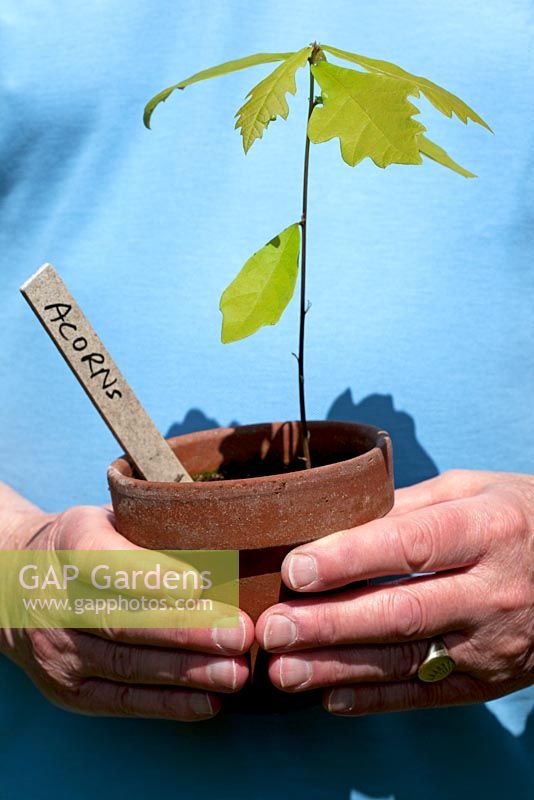 Man holding a clay pot labelled Acorns with an oak sapling growing