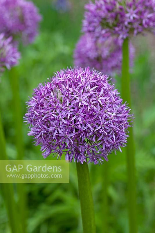 Allium 'Pinball Wizard'