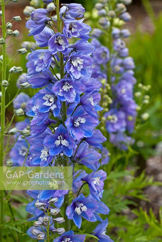 Delphinium F1 Guardian Lavender 