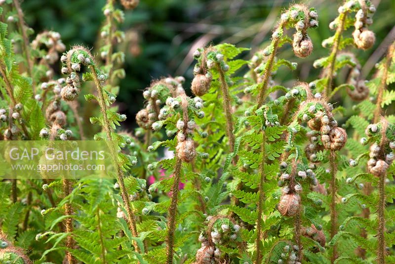 Matteucia struthiopteris 