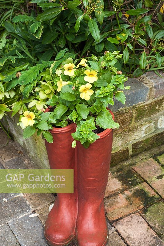 Mimulus in mock wellingtons container