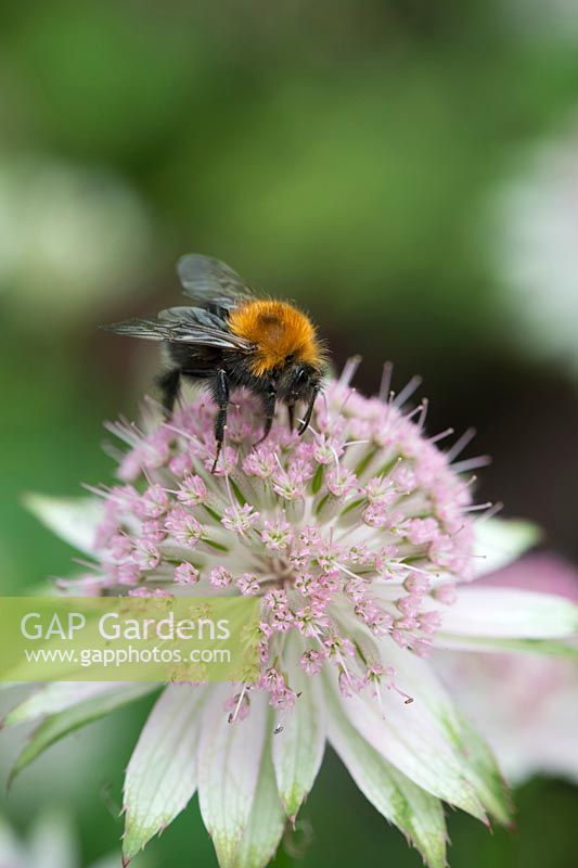 Bombus Hypnorum - Tree Bumble bee on Astrantia flower