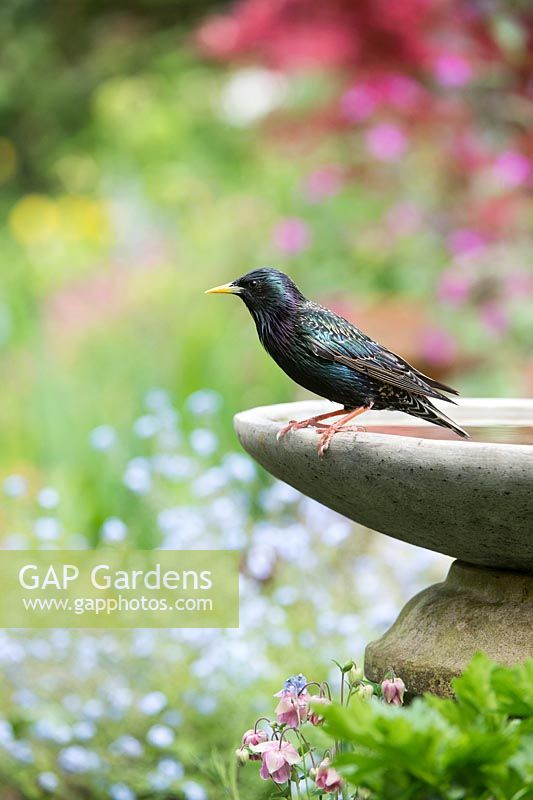 Sturnus vulgaris - Starling on a birdbath