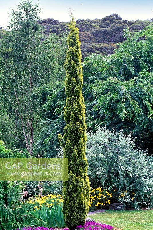 Cupressus sempervirens Swane's Golden, Italian cypress, Conifer, November, Winter - Portrait of slim conifer with yellow green foliage in border. 