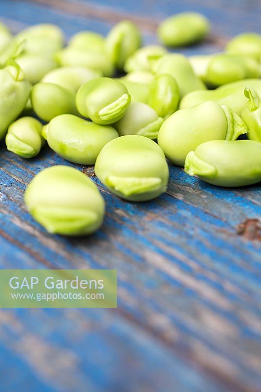 Beans of Broadbean 'Aquadulce Claudia' on blue wooden surface. 