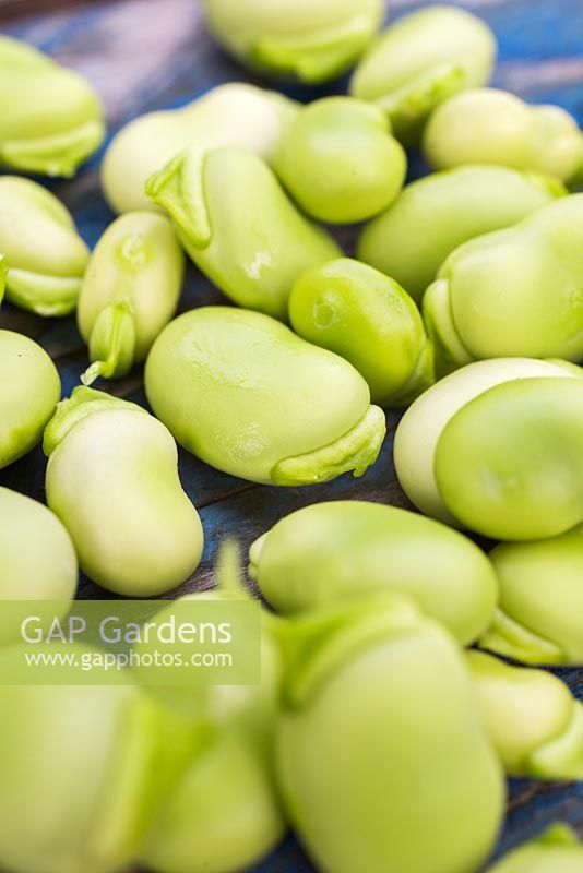 Beans of Broadbean 'Aquadulce Claudia' on blue wooden surface. 