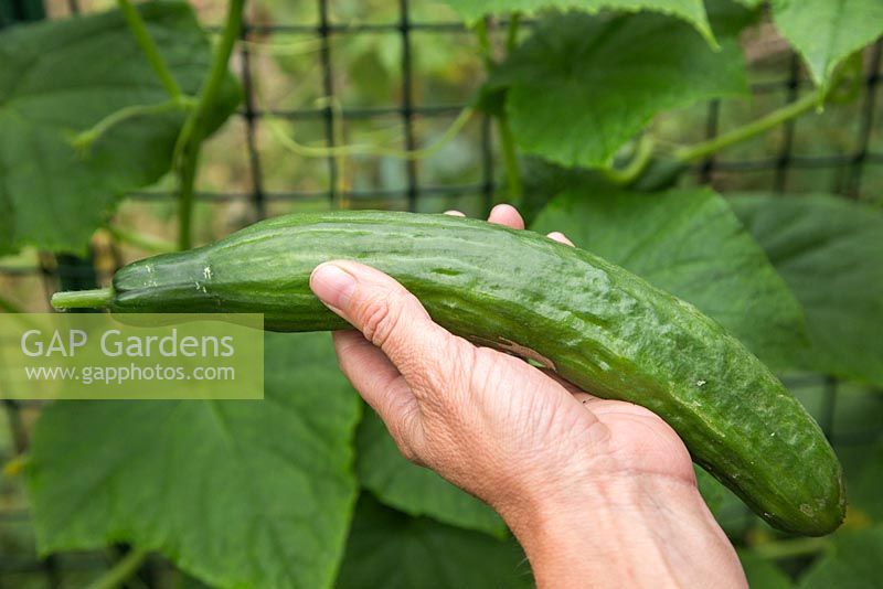 Holding a harvested Cucumber 'Tiffany'.
