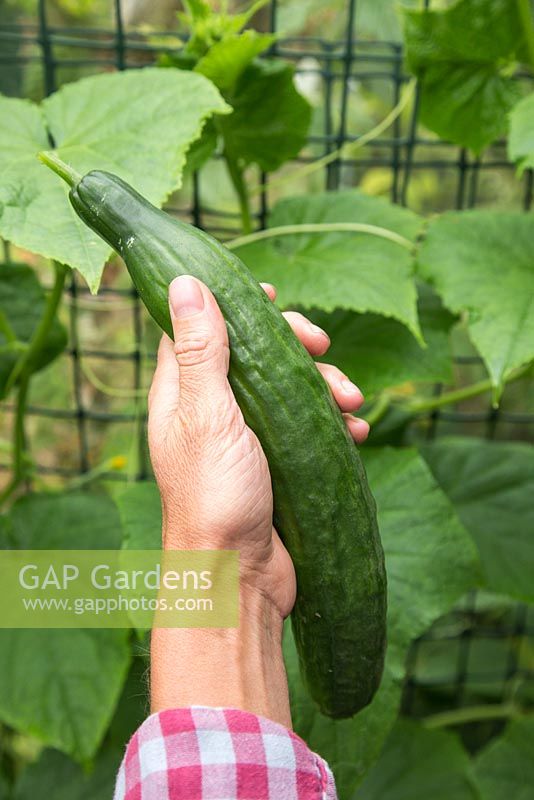 Holding a harvested Cucumber 'Tiffany'. 