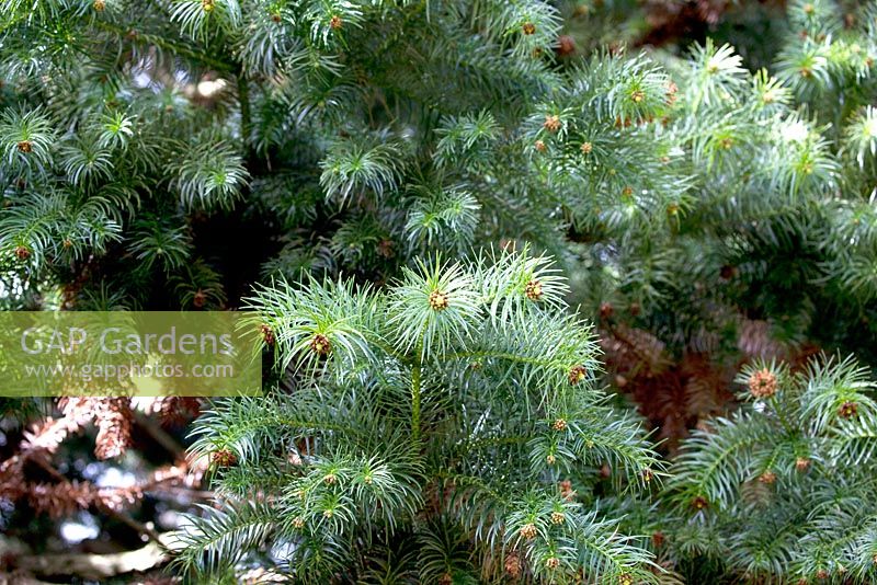 Cunninghamia lanceolata / Chinese cunninghamia nr 724 planted sep 1950.