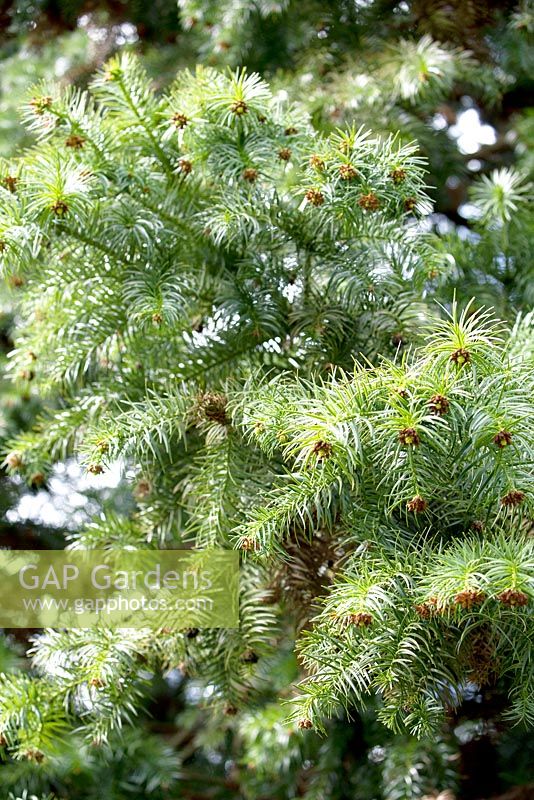 Cunninghamia lanceolata / Chinese cunninghamia nr 724 planted sep 1950.