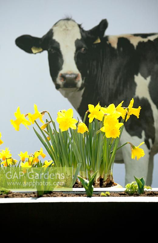 Painted cows on a wall behind Narcissus 'Rembrandt' and Narcissus 'Orange Progress' planted in pots. 
