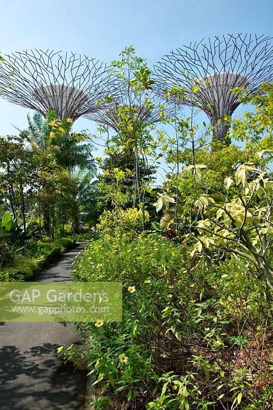 Supertrees, Gardens by the Bay, Singapore