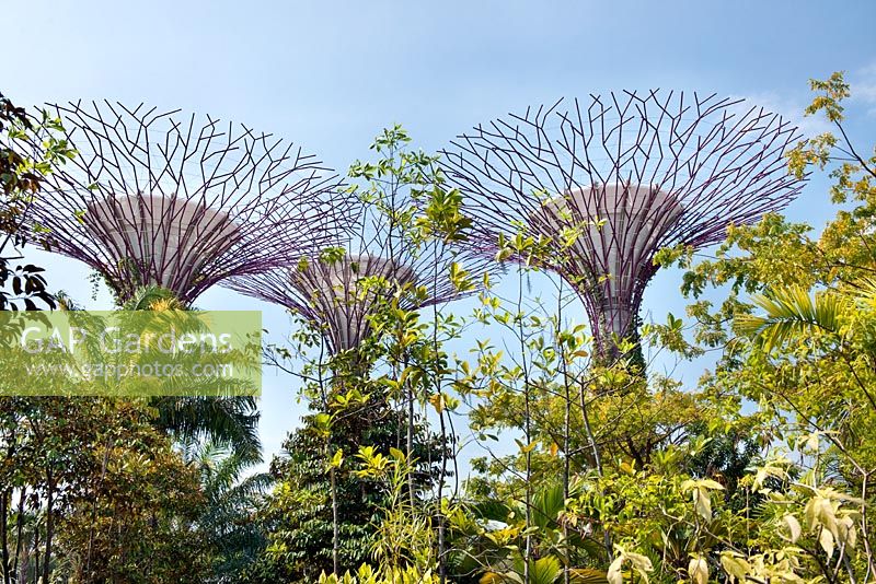 Supertrees, Gardens by the Bay, Singapore