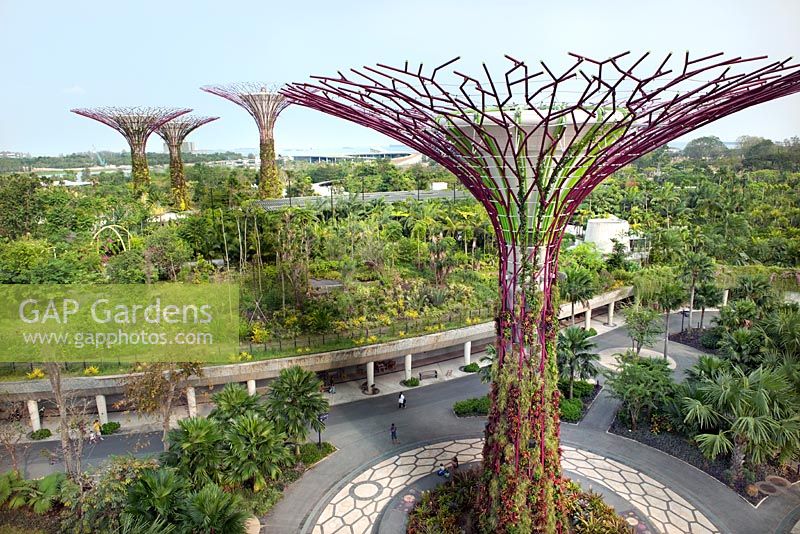 The Supertree Grove and aerial walkways, Gardens by the Bay, Singapore