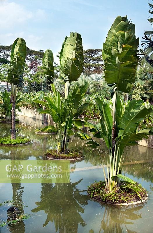 Banana plants in large pond, Gardens by the Bay, Singapore