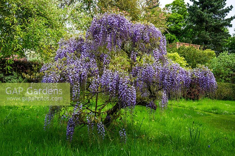 Wisteria prematura grown as standard, Stone House Cottage Garden and Nusery,nr Kidderminster, Worcestershire.
