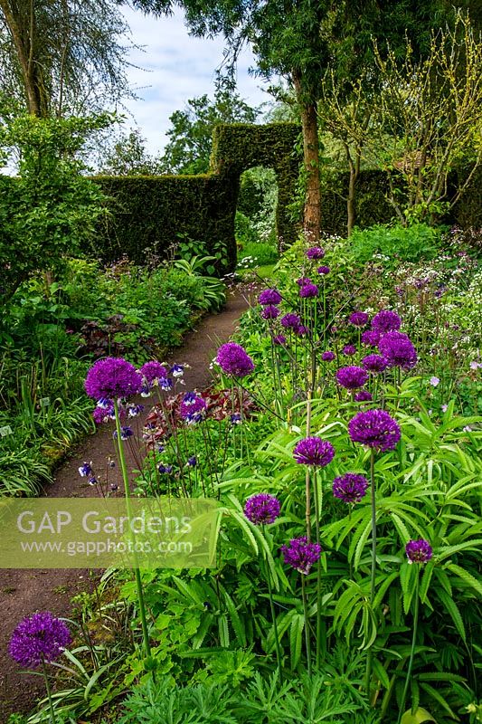Allium in flower beds and formal hedge, Stone House Cottage Garden and Nusery, nr Kidderminster, Worcestershire.