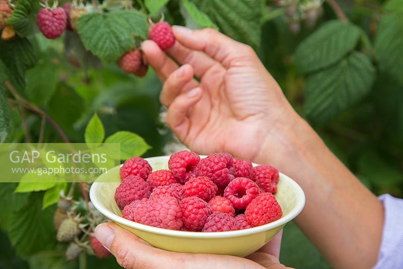 Picking fruit of Raspberry 'Glen Magna'