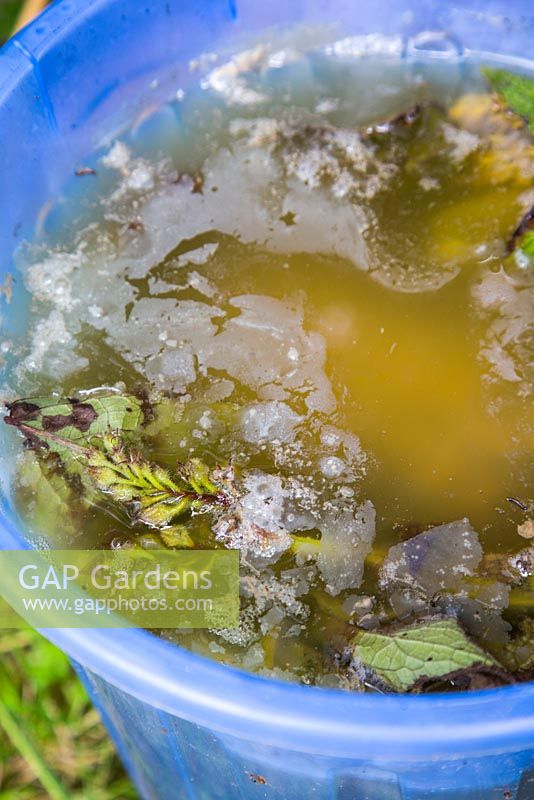 Progress of decomposing comfrey that has been left to rot to make fertiliser 