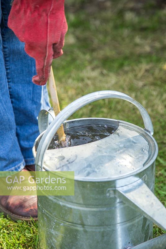 Stirring the mixture of water and comfrey liquid feed.