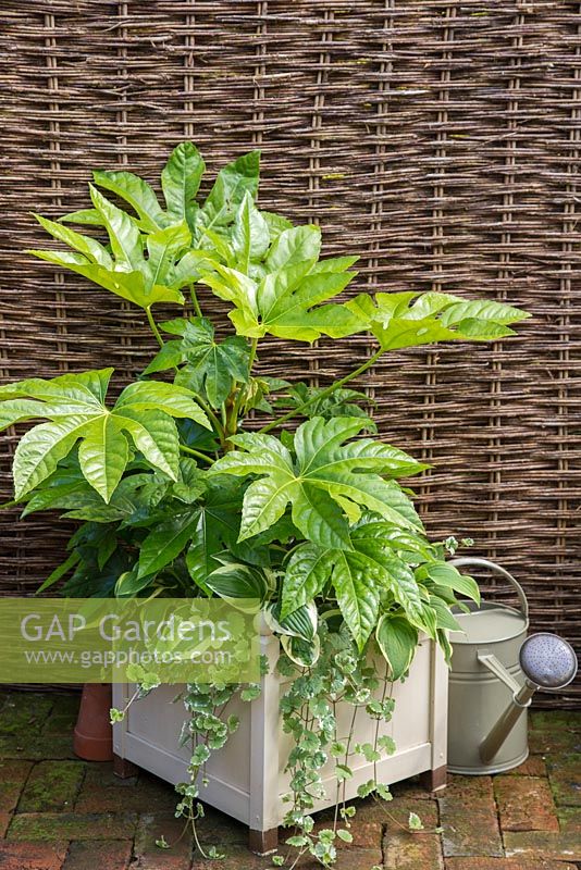 Cream container of shade loving plants including Fatsia japonica, Glechoma hederacea 'Variegata', Hosta 'Wide Brim' and Hosta 'Patriot'