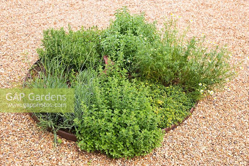 Plants include Rosemary 'Fota Blue', Lavandula angustifolia 'Hidcote', Thymus 'Doone Valley', Thymus vulgaris, Pot Marjoram, Chervil, Mint 'Swiss', Thymus serpyllum and Chamomile 'Double'. 