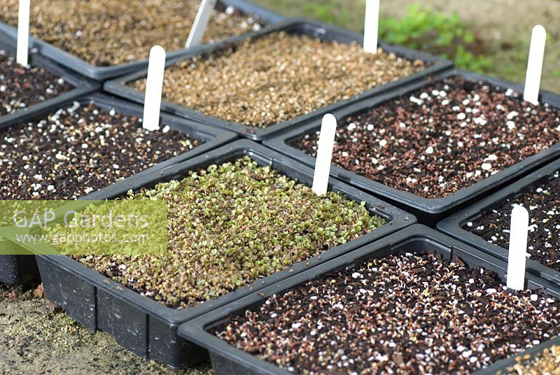 Germinating seeds in trays
