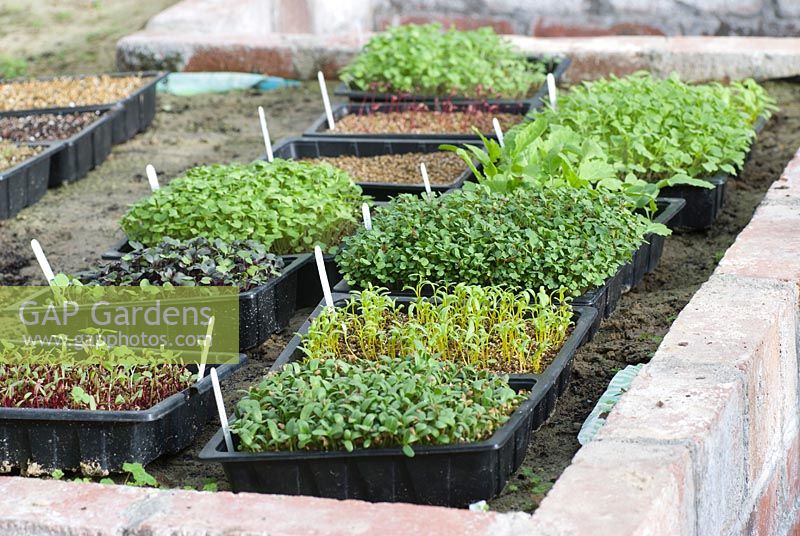 Various vegetable and salad seedlings germinating on a raised brick bed