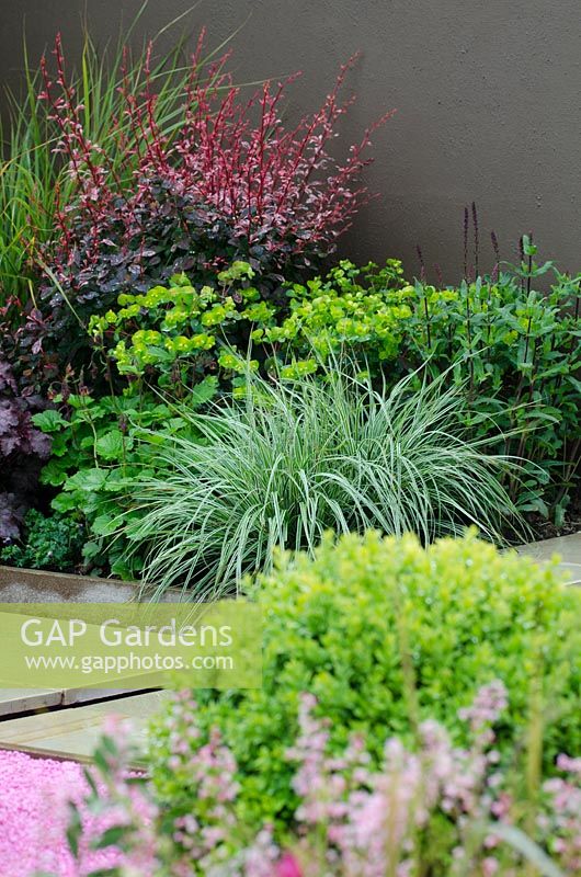 Mixed planting of Berberis, Euphorbia and Miscanthus sinensis 'Variegatus' - The 'Blush' Garden, RHS Malvern Spring Festival 2014