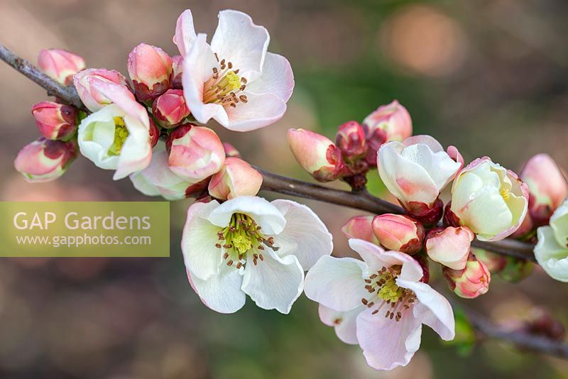 Chaenomeles speciosa 'Moerloosei', Japanese Quince, Japonica, Ornamental Quince. Shrub, March. Pale pink blossom.