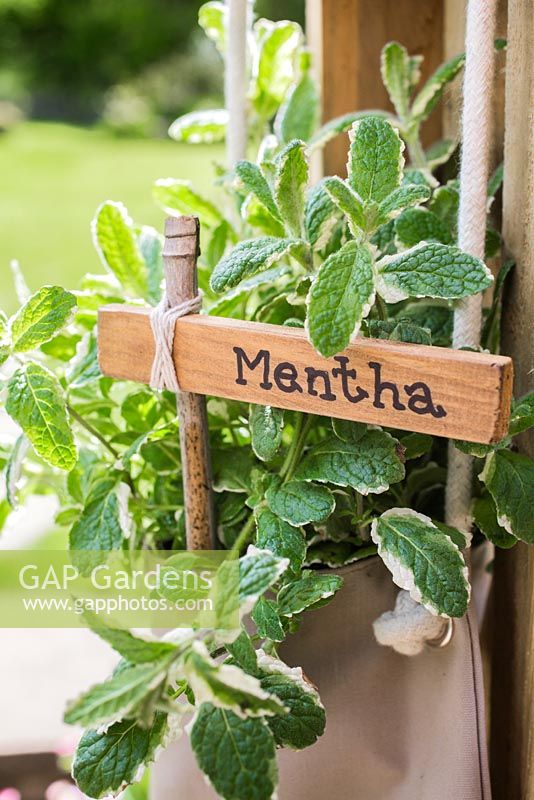 Label used for Mentha. 