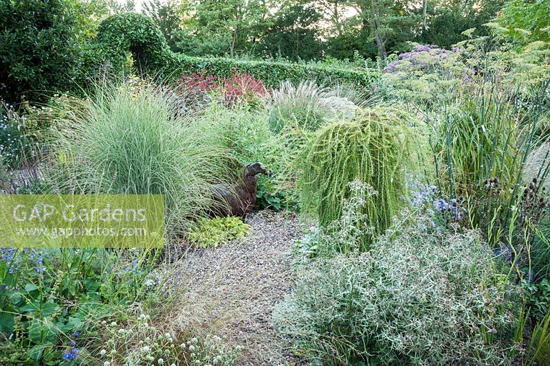 Larix decidua 'Puli' in the gravel garden surrounded by Eryngium variifolium, grasses, pulmonaria, bronze fennel and Aster x frikartii 'Monch' - Windy Ridge