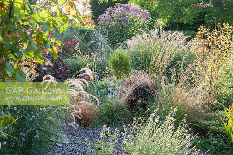 Gravel garden includes shrubs such as Cotinus coggygria 'Grace' and Pittosporum 'Tom Thumb', grasses including Pennisetum orientale 'Tall Tails' and miscanthus, and perennials such as eupatorium, scabious and eryngiums, and even small trees such as upright Amelanchier alnifolia 'Obelisk' - Windy Ridge