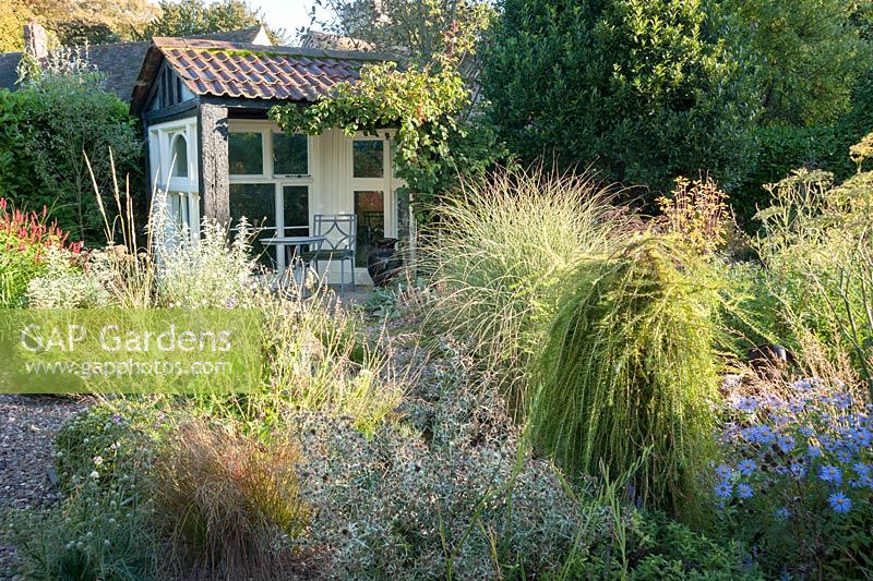 Larix decidua 'Puli' in the gravel garden surrounded by Eryngium variifolium, grasses, pulmonaria, bronze fennel and Aster x frikartii 'Monch' - Windy Ridge